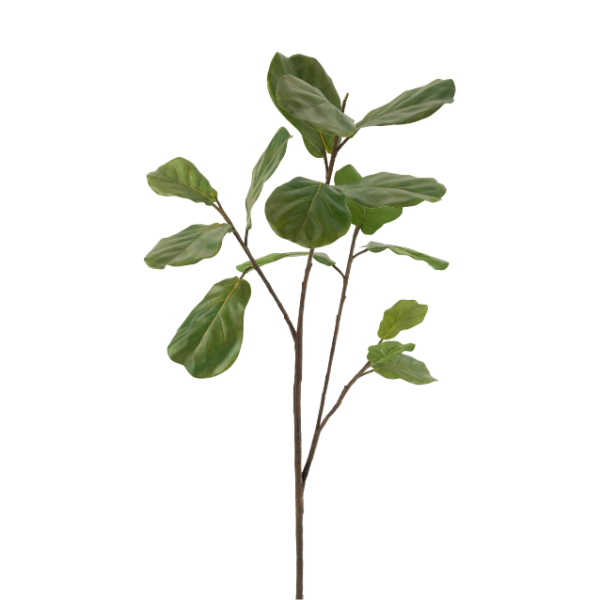 Branche de figuier